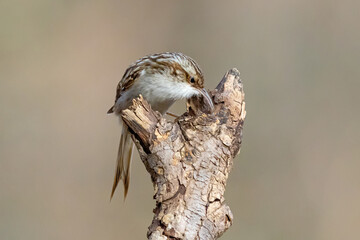 Short-toed tree creeper (Certhia brachydactyla) on a branch.  The  small passerine bird found in woodlands through much of the warmer regions of Europe and into north Africa.