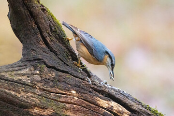 Eurasian nuthatch or wood nuthatch (Sitta europaea) is a small passerine bird found throughout the Palearctic and in Europe.