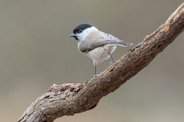 Marsh tit (Poecile palustris) is a passerine bird in the tit family.