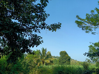 Side view of Beautiful sugarcane farmland surrounded by green trees with blue sky and white clouds on background. Picture capture during summer season at village area Kolhapur, Maharashtra, India.