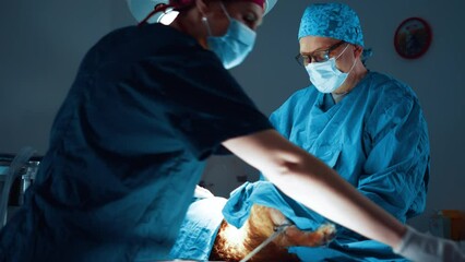 Female veterinarian passes scissors to an animal surgeon while operating on a dog in the operating room. Vets doing the operation for the dog on the operating table in a local clinic. - Powered by Adobe