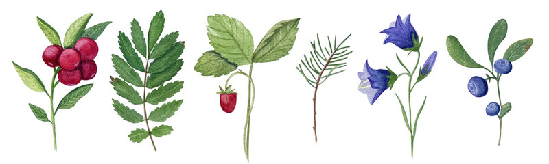 Summer set of forest plants and berries in watercolor
