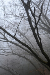 朝靄の林道