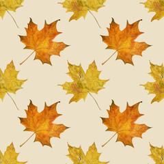 autumn watercolor pattern with maple leaves