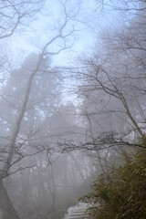 朝靄の林道