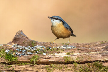 Eurasian nuthatch or wood nuthatch (Sitta europaea) is a small passerine bird found throughout the Palearctic and in Europe. On a bird feeder.