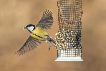 Great tit (Parus major) flew away from the bird feeder