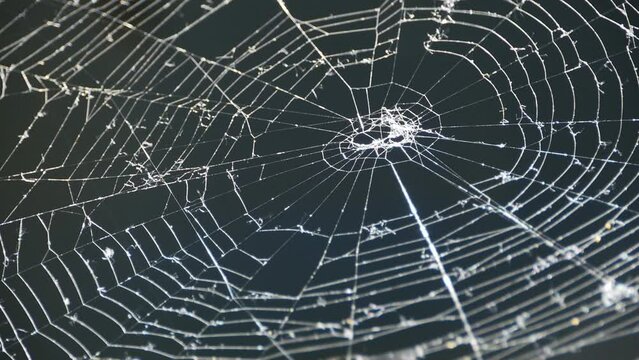strong cobweb network sways in the wind, close-up