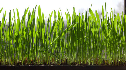 Green sprouted grass in a tray, greens for pets grown on the windowsill.