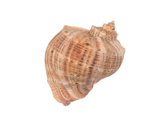 Big brown seashell on a white background