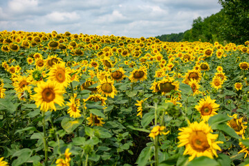 Field of yellow sunflowers on a summer sunny day.