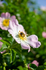 A bee collects nectar on a pink wild rose flower in spring.