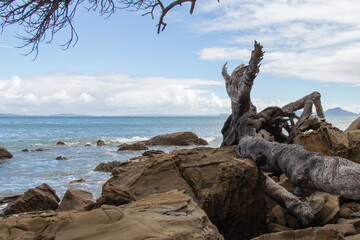 Picturesque landscape with a tree branch and blue sea on a background in a sunny day, Auckland, New Zealand.