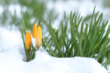 Yellow crocuses covered with snow in early spring. Crocus Iridaceae. Iris Family. Yellow crocuses field flowers. Early Spring time background. Springtime background banner. Valentine's day