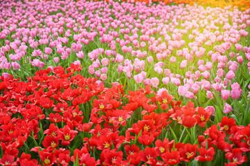 Obraz na płótnie Canvas beautiful tulip in the garden, natural background