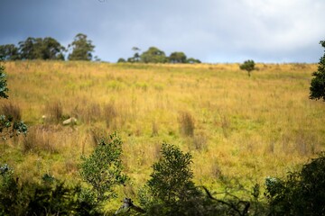overgrown meadow and field on a farm in outback australia