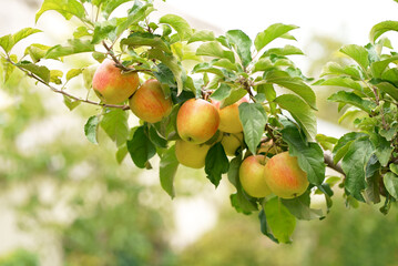 Apple tree branch with several fruits on a summer morning in the garden