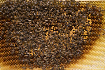 Golden colorful honeycomb, many bees on a beehive frame,climate change