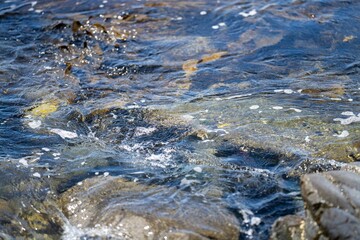 Bull kelp seaweed growing on rocks. Edible sea weed ready to harvest in the ocean