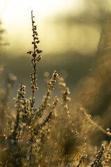 sunrise in the fields