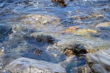 Seaweed and bull kelp growing on rocks in the ocean in australia. Waves moving seaweed over rock and flowing with the tide in Japan. Seaweed farm