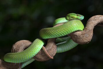 White-lipped island pit viper on the tree branch