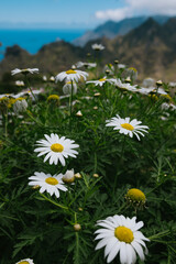 Daisy flowers in a beautiful landscape of Tenerife