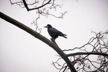 crow on a tree