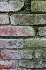 Old brick and moss. Brick wall close-up. The wall is overgrown with moss. The texture of an old brick. Red brick and green moss. Background for designers. Vertical photo.