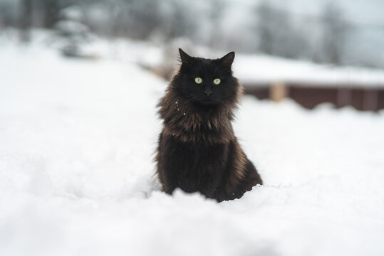 Black Cat in the Snow With Yellow Gazing Eyes