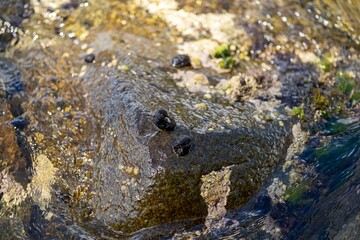 Seaweed and bull kelp growing on rocks in the ocean in australia. Waves moving seaweed over rock and flowing with the tide in Japan. Seaweed farm