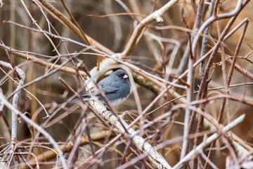 bird on a branch