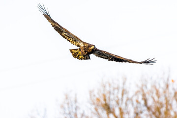 Fototapeta premium eagle in flight