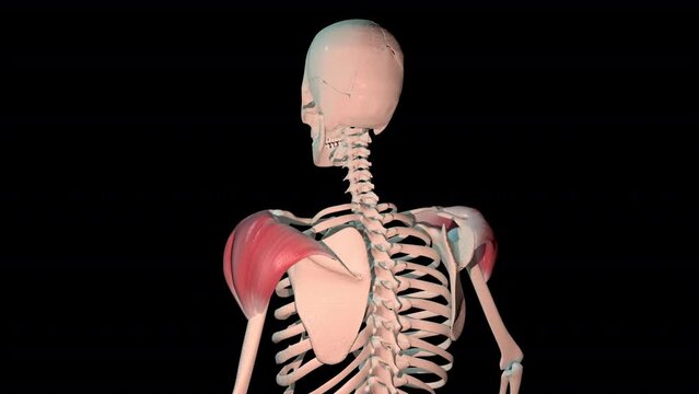 Deltoid Muscles Full Rotation Loop