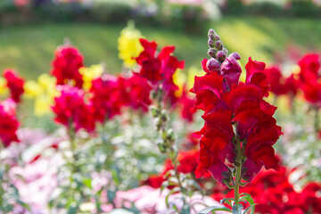 Antirrhinum majus, the common snapdragon. This plant is also called lion's mouth, rabbit's mouth or...
