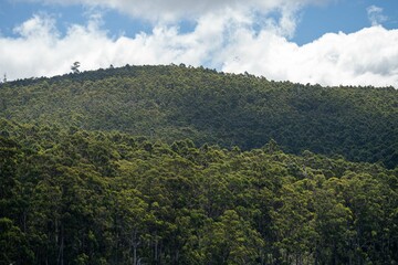 Australian bush. native forest and plantation.