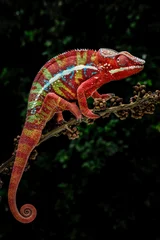 Fotobehang Amazing red of Panther Chameleon (Furcifer pardalis). © Lauren