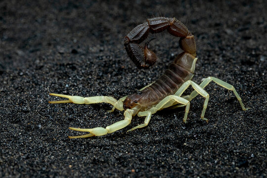 Scorpion Parabuthus schlechteri, origin from South Africa.