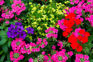 colorful flowers in flower garden