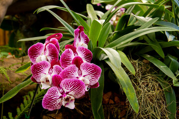Red and white phalaenopsis or moth dendrobium orchid flower, Orchid Background.