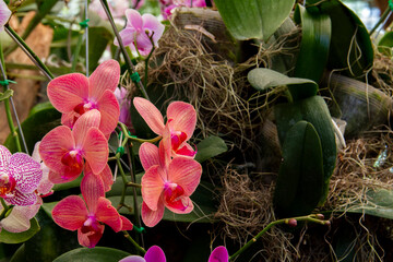 Orange phalaenopsis or moth dendrobium orchid flower, Orchid Background.
