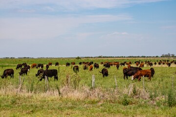 Vacas en campo Argentino