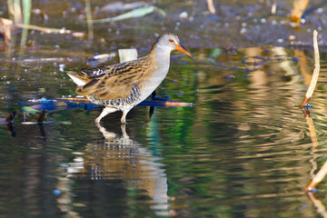 Wasserralle am Morgen im Herbst bei der Jagd