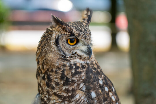 Bubo Bubo owl portrait in the park. Close up photo.