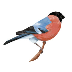Watercolor forest bullfinch bird illustration