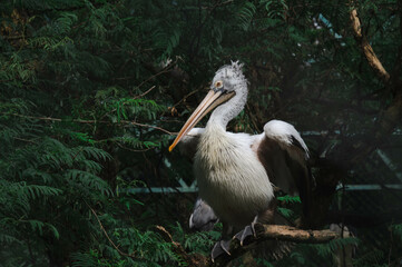 The great white pelican also known as the eastern white pelican, rosy pelican or white pelican. Breeds from southeastern Europe through Asia and Africa, in swamps and shallow.Bird sitting on tree