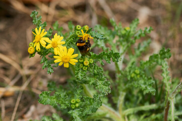 Frühlings-Greiskraut oder Frühlings-Kreuzkraut mit Erdhummel	