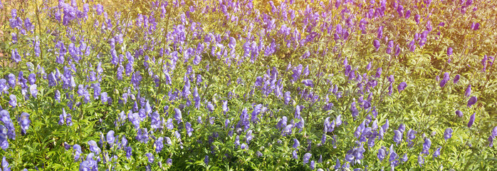 Obraz premium Aconitum napellus flowers in summer