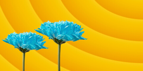 two blue flowers on yellow backdrop