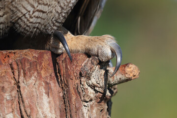 A close-up of the massive talons of an adult Eurasian Eagle Owl
